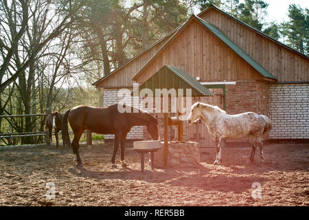 Horses drinking water from a well in the pen. Stock Photo