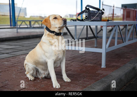 The customs dog for looking drugs and weapons on border-line Stock Photo