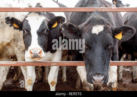 agriculture industry, farming and animal husbandry concept - herd of cows standing in cowshed on dairy farm Stock Photo