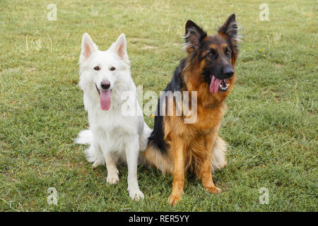 White Swiss and German Shepherds sitting on the grass Stock Photo