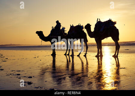 Camels in the shore of Essaouira, Morocco Stock Photo