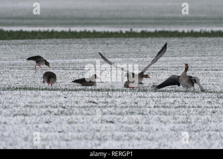 23 January 2019, North Rhine-Westphalia, Köln: Wild geese search for food on snow-covered fields near Köln-Auweiler. Photo: Henning Kaiser/dpa Stock Photo