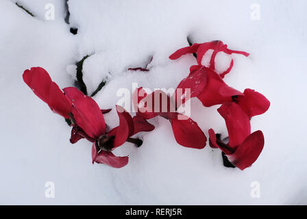 23 January 2019, North Rhine-Westphalia, Düsseldorf: Red flowers stand in a snow-covered flower tub. Photo: Martin Gerten/dpa Stock Photo