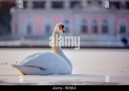 23 January 2019, North Rhine-Westphalia, Düsseldorf: A swan sits on an ice rink in front of Benrath Castle in the state capital. Photo: Anne Orthen/dpa Stock Photo