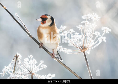 Stirlingshire, Scotland, UK. 23rd Jan, 2019. UK weather - a Goldfinch ...