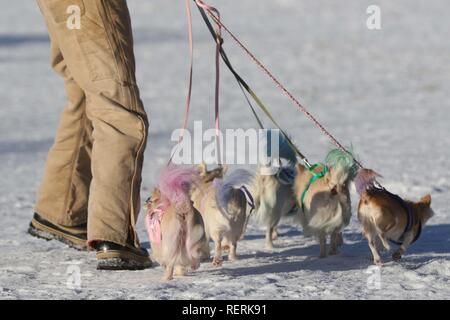 Aviemore, Cairngorms, Scotland, UK. 23 January 2019: The first competitors for the annual Aviemore sled dog rally have arrived, three days ahead of this weekend's event. Karen Jones of Team Cold Feet has travelled from Lincoln with her pack of more than 30 huskies. She will be supported by team mascots The Diddlies, a multicoloured pack of chihuahuas, each with a different coloured tail. Credit: Andrew Smith/Alamy Live News Stock Photo