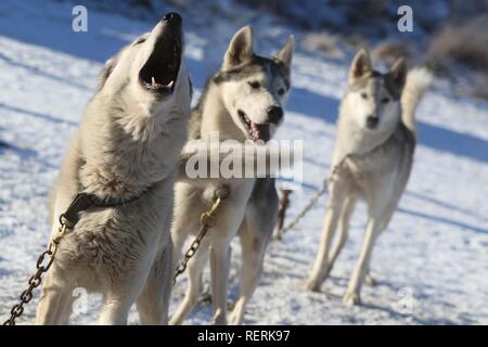 Aviemore, Cairngorms, Scotland, UK. 23 January 2019: The first competitors for the annual Aviemore sled dog rally have arrived, three days ahead of this weekend's event. Karen Jones of Team Cold Feet has travelled from Lincoln with her pack of more than 30 huskies. She will be supported by team mascots The Diddlies, a multicoloured pack of chihuahuas, each with a different coloured tail. Credit: Andrew Smith/Alamy Live News Stock Photo