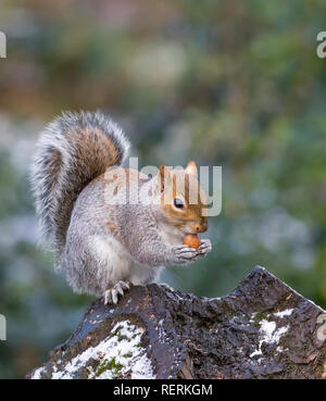 Kidderminster, UK. 23rd January, 2019. UK weather: light snow remains on the ground and temperatures are only just above freezing, but local wildlife can still be seen coming out to feed. This UK grey squirrel (Sciurus carolinensis) sits isolated on a tree stump enjoying eating nuts in its natural, woodland habitat. Credit Lee Hudson/Alamy Live News Stock Photo