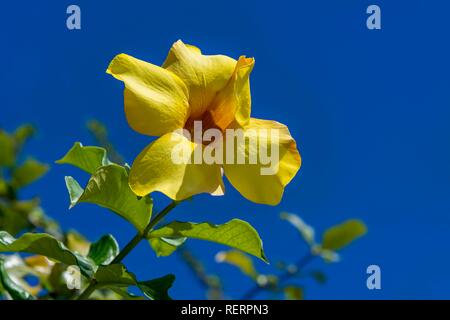 Yellow Hibiscus (Hibiscus brackenridgei), Maupiti, Society Islands, French Polynesia Stock Photo