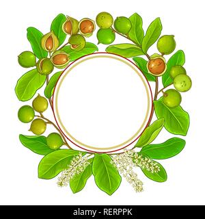 macadamia vector frame on white background Stock Vector