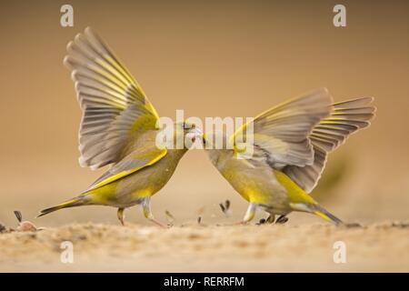 Two European greenfinches (Carduelis chloris) fight over seeds, Dessau, Saxony-Anhalt, Germany Stock Photo