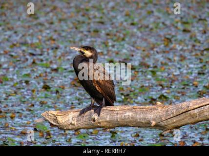 Great cormorant (Phalacrocorax carbo) sits on branch, Lake Skadar, National Park Lake Skadar, Montenegro Stock Photo