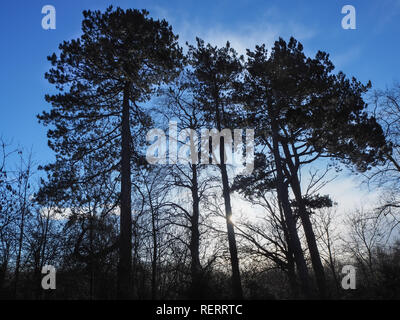 Pine trees backlit by low winter sunlight with a beautiful blue sky Stock Photo