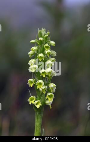 Small white orchid (Pseudorchis albida), Qarasuk Fjord, Greenland, Denmark Stock Photo