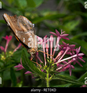 Asian Autumn Leaf butterfly, Leafwing butterfly (Doleschallia-bisaltide). Leaf like butterfly in bali Indonesia sitting upside down on pink flowers