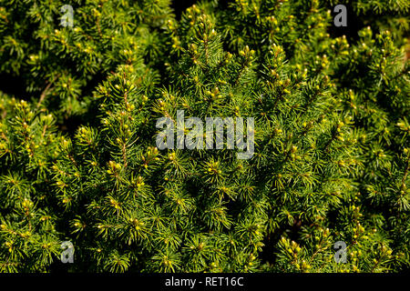 Thuja Evergreen Pine Tree Branch Close. Coniferous Green Wood Background. Outdoor Botanical Garden Detail Decorative Leaf.coniferous plants for garden, Juniper, arborvitae, cypress, spruce Stock Photo
