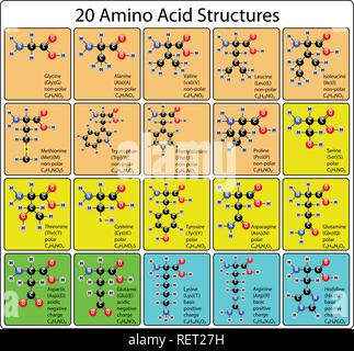 20 Amino Acid Molecules Ball and Stick Structure Stock Vector