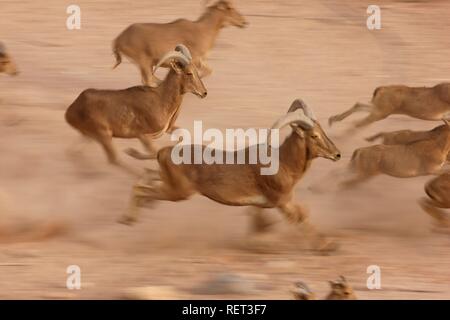 Barbary sheep, (Ammotragus lervia), Sir Bani Yas Island, private game reserve in the Persian Gulf with over 10000 steppe animals Stock Photo