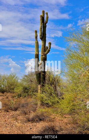 Arizona Sonora desert landscape with saguaro cactus Stock Photo