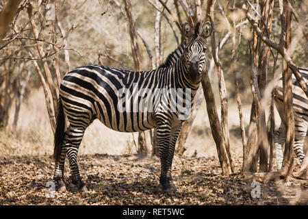 Portrait of a zebra in the bush in the Highveld. Stock Photo