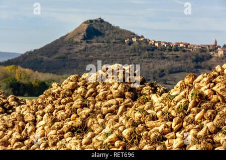 Pile of sugar beet newly harvested in a field, Auvergne, France Stock Photo