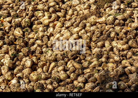 Pile of sugar beet newly harvested in a field, Auvergne, France Stock Photo