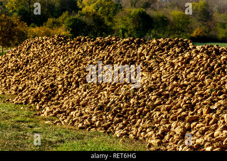 Pile of sugar beet newly harvested in a field, Auvergne, France Stock Photo