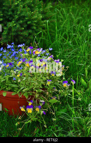 Pot of a pansy flowers in the garden Stock Photo