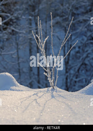 Frozen plants in deep snow on a sunny day Stock Photo