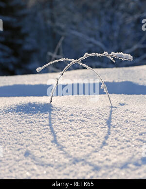 Frozen plants in deep snow on a sunny day Stock Photo