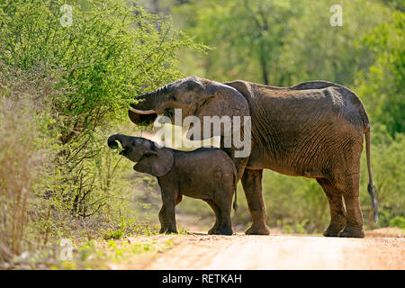 African Elephant, adult female with young feeding, Sabi Sand Game Reserve, Kruger Nationalpark, South Africa, Africa, (Loxodonta africana) Stock Photo