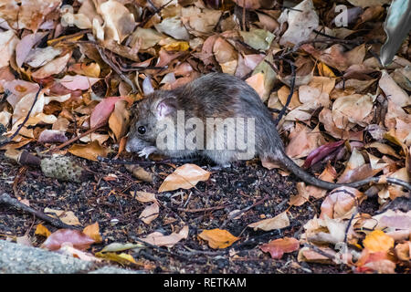 Close up of California mouse (Peromyscus californicus) in a public park, looking for food just of a paved path, San Francisco bay area, California Stock Photo