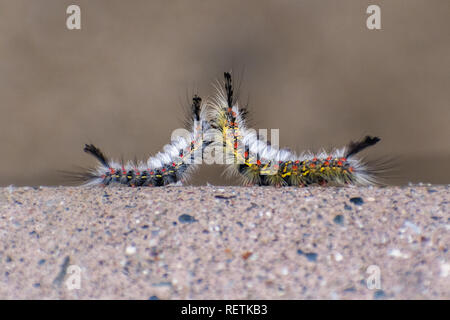 Close up of two Western tussock moth (Orgyia vetusta, formerly Hemerocampa vetusta) caterpillar meeting on a picnic table in a city park in San Franci Stock Photo