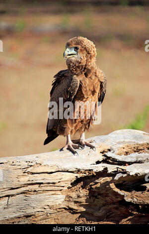 Bateleur, juvenile, immature, Kruger Nationalpark, South Africa, Africa, (Terathopius ecaudatus) Stock Photo