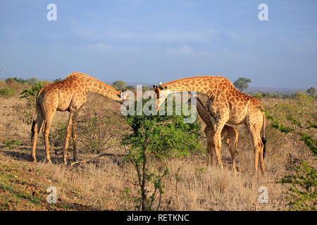 Cape Giraffe, adult group with young, Kruger Nationalpark, South Africa, Africa, (Giraffa camelopardalis giraffa) Stock Photo