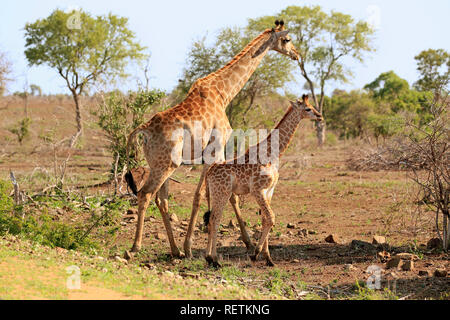 Cape Giraffe, adult female with young , Kruger Nationalpark, South Africa, Africa, (Giraffa camelopardalis giraffa) Stock Photo