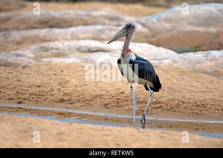 Marabou Stork, adult, Kruger Nationalpark, South Africa, Africa, (Leptoptilos crumeniferus) Stock Photo