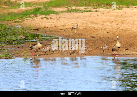 Egyptian Goose, parents with youngs, Sabi Sand Game Reserve, Kruger Nationalpark, South Africa, Africa, (Alopochen aegyptiacus) Stock Photo