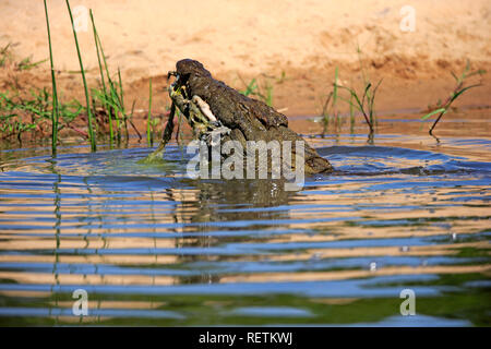 Nile Crocodile, adult in water with prey, Sabi Sand Game Reserve, Kruger Nationalpark, South Africa, Africa, (Crocodylus niloticus) Stock Photo