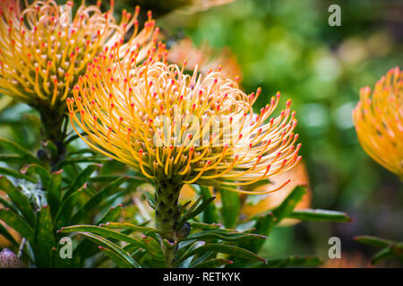 Close up Leucospermum 'California Sunshine' cultivar; Leucospermum species are native to south Africa Stock Photo