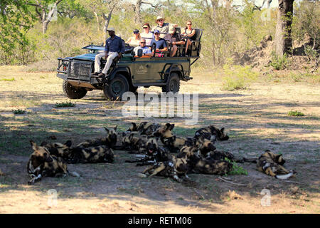 Safari, watching pack of African wild dogs, tourists in Safari Vehicle, Sabi Sand Game Reserve, Kruger Nationalpark, South Africa, (Lycaon pictus) Stock Photo