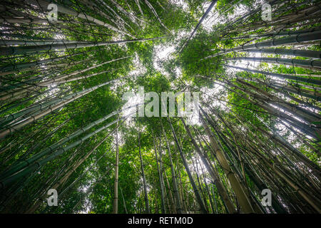 Looking up in a bamboo forest Stock Photo