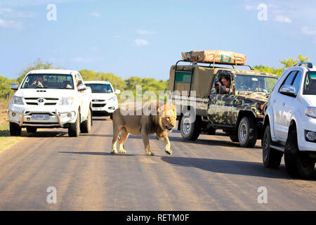 Safari, Lion, on game drive, Kruger Nationalpark, South Africa, Africa, (Panthera leo) Stock Photo