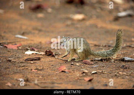 Smith's bush squirrel, yellow-footed squirrel, tree squirrel, adult searching for food, Kruger Nationalpark, South Africa, Africa, (Paraxerus cepapi) Stock Photo