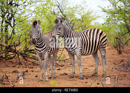 Plains Zebras, Kruger Nationalpark, South Africa, Africa, (Equus quagga burchelli) Stock Photo