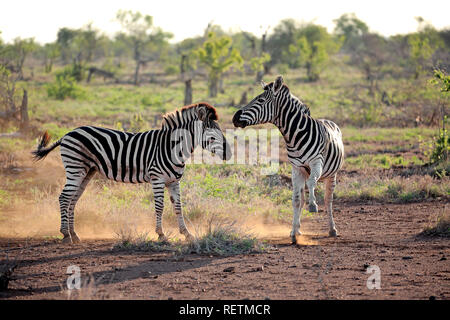 Plains Zebras, stallions, Kruger Nationalpark, South Africa, Africa, (Equus quagga burchelli) Stock Photo