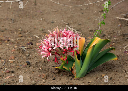 Sand lily, bloom, blooming, Kruger Nationalpark, South Africa, Africa, (Crinum buphanoides)