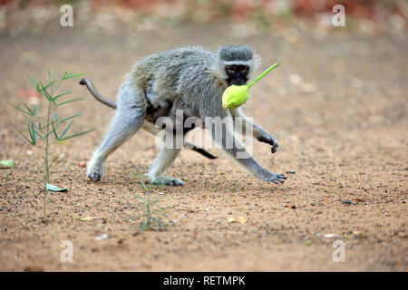 Vervet monkey, adult female with young, Kruger Nationalpark, South Africa, Africa, (Chlorocebus pygerythrus) Stock Photo