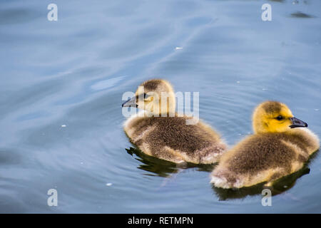 Two Canada Goslings (Branta canadensis) swimming on a lake, Golden Gate Park, San Francisco, California Stock Photo