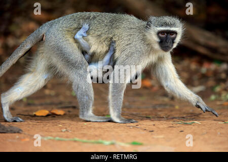 Vervet monkey, adult female with young, Kruger Nationalpark, South Africa, Africa, (Chlorocebus pygerythrus) Stock Photo